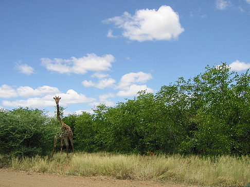 Fotos Giraffe | 