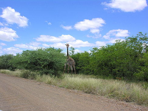 Fotos Giraffe