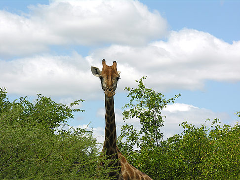 Fotos Giraffe | 