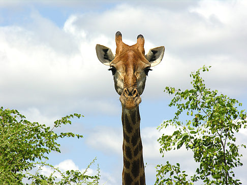 Foto Giraffe - 