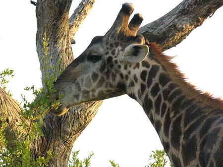 Giraffe Foto 