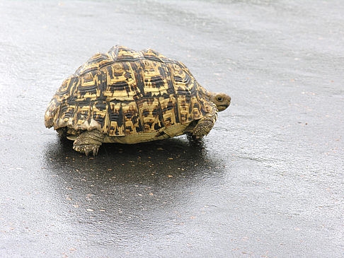 Schildkröten auf der Straße