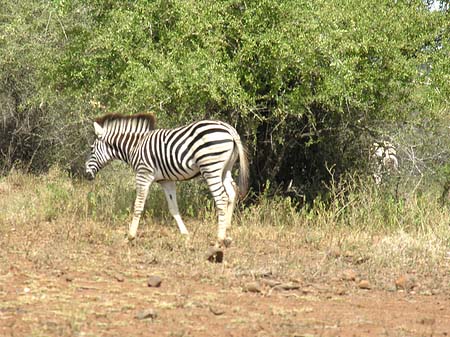 Zebras