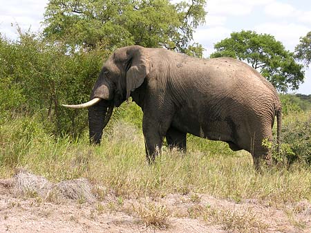 Fotos Elefant