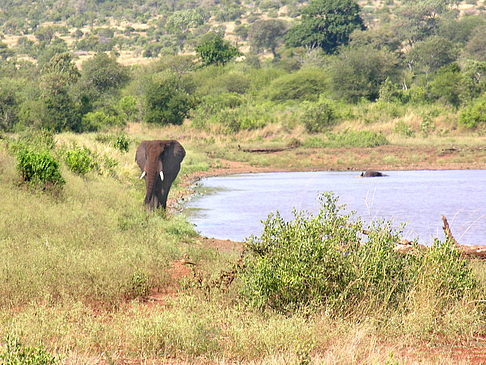 Foto Elefant - 