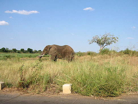 Fotos Elefant | 