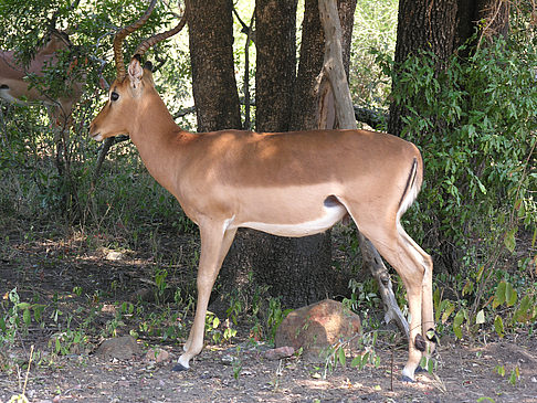 Wild Fotos