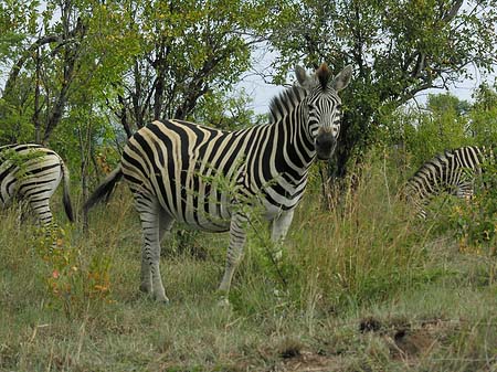 Fotos Zebras