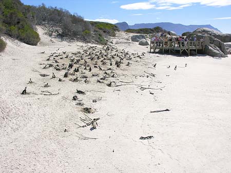 Pinguine am Strand