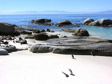 Fotos Pinguine am Strand