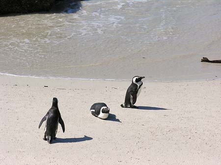 Pinguine am Strand Fotos