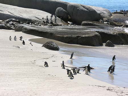 Foto Pinguine am Strand