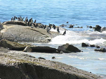 Pinguine am Strand