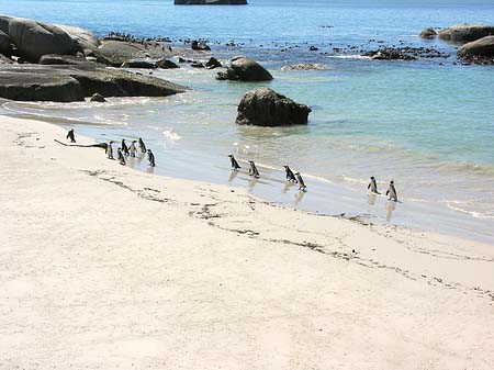 Fotos Pinguine am Strand | 