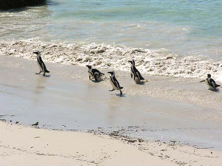 Fotos Pinguine am Strand | 